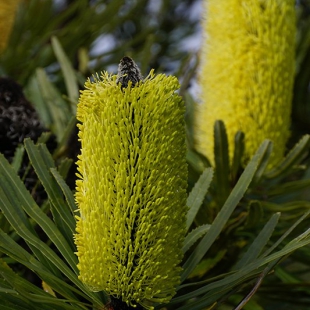 Banksia attentuata